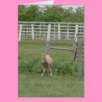 Foals:Spring cards