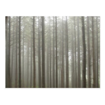 Fog Forest Postcard