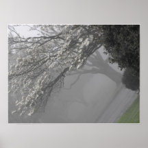 Foggy Mornings 11 Poster
