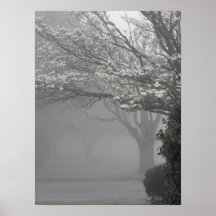 Foggy Mornings 8 Posters