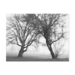Foggy Trees Black & White