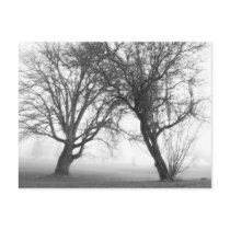 Foggy Trees Black & White