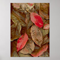 Folhas-186 Posters