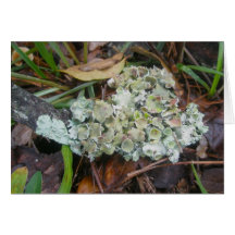 Foliose Lichen OBX Note Card
