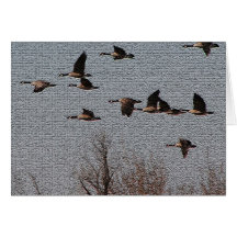Follow your Heart - Geese Greeting Cards