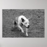 Fonctionnement de chiot posters
