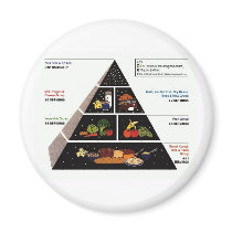 Food Pyramid Magnet