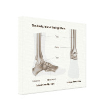 Foot anatomy stretched canvas print