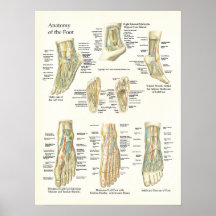 Foot and Ankle Anatomy Poster