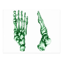 Foot bones. postcard