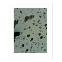 foot prints in the snow postcard