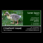 Footed Photo - Gosling 02 business cards