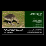 Footed Photo - Gosling business cards