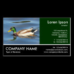 Footed Photo - Mallard Duck business cards