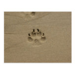 Footstep In Sand At France Post Card