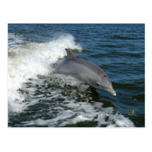 For the Love of Dolphins Post Card