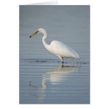 Foraging Great Egret Greeting Cards