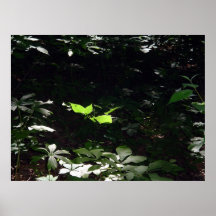 Forest Baby in Sunlight Poster