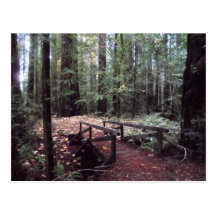 Forest Bridge- Humboldt Redwoods State Park Post Card