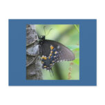 Forest Butterfly Postcard
