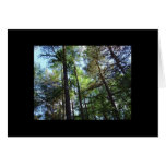 Forest Canopy Greeting Cards