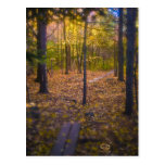 Forest Foliage Vermont Post Cards