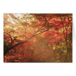Forest in Kyoto Greeting Cards