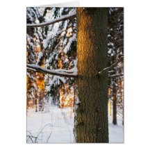 Forest in the winter card