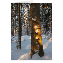 Forest in the winter greeting card