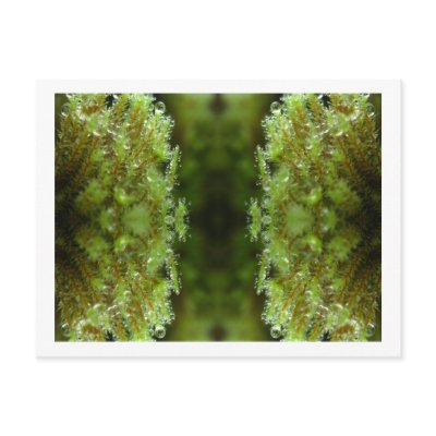 Forest Mist Post Cards by TrishBacal