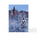 Forest Morning Greeting Card