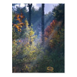 Forest Morning Vermont Fall Postcard