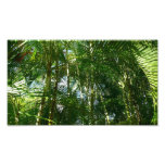 Forest of Palm Trees Photo Print