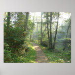 Forest Path in Denmark Posters