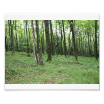 Forest Photographic Print