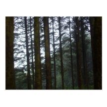 Forest Postcard