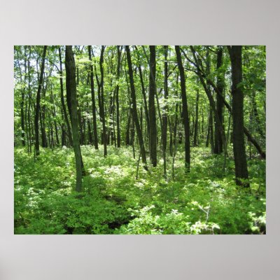 Forest Posters by gubanich