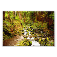 Forest Stream Photo Art