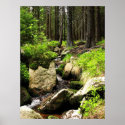 forest stream posters
