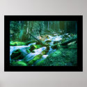 Forest Stream posters