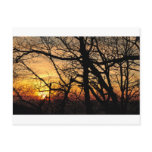 Forest Sunset Postcards