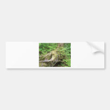 Forest Tree Growth Bumper Stickers