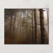 Forest Trees Natural Landscape Flyer Design