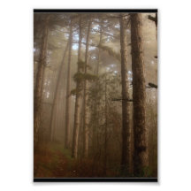 Forest Trees Natural Landscape Photo Print