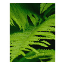 Forests & Jungles Customized Letterhead