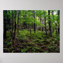 Forêt Posters