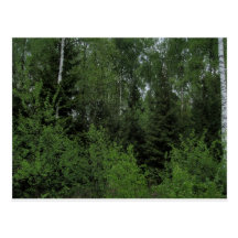 Forêt Carte Postale