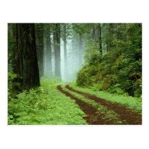 Forêt Cartes Postales