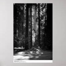 Forêt de séquoia, Grove du fondateur, 1966 Posters