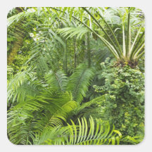 Forêt tropicale d'Amazone, Amazonie, Brésil 2 Autocollants